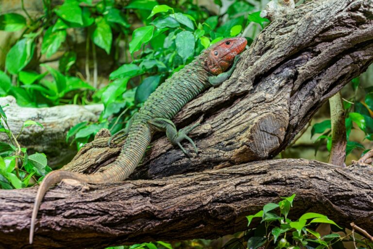 Dracana_krokodylovita