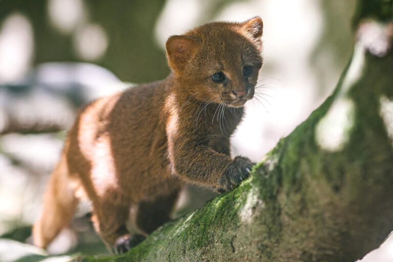 Mládě jaguarundi
