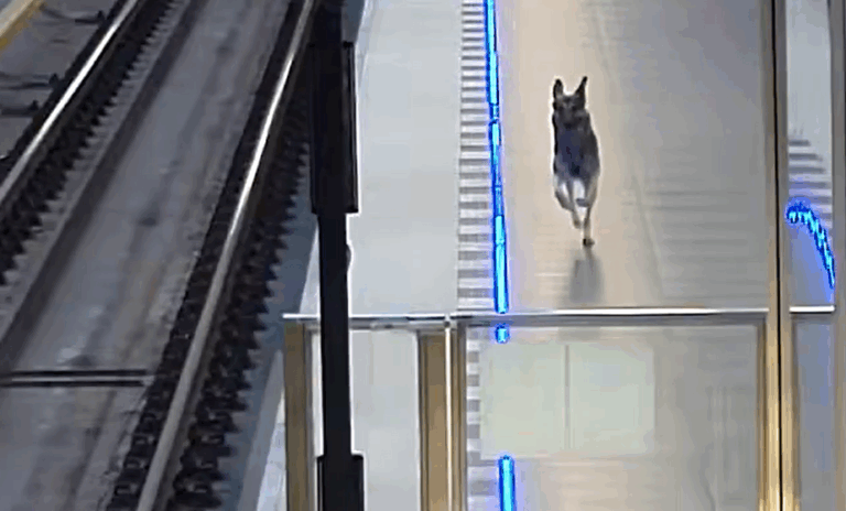 pes_metro_tunel_provoz_zastaven