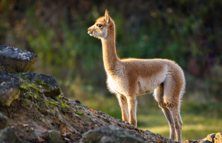 lama_vikune_zoo_zlin