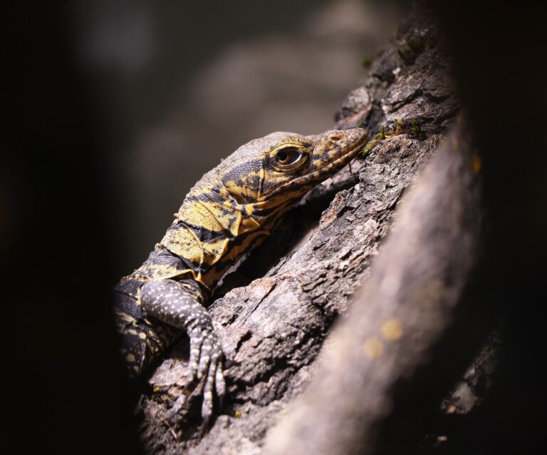 varan_plodozravy