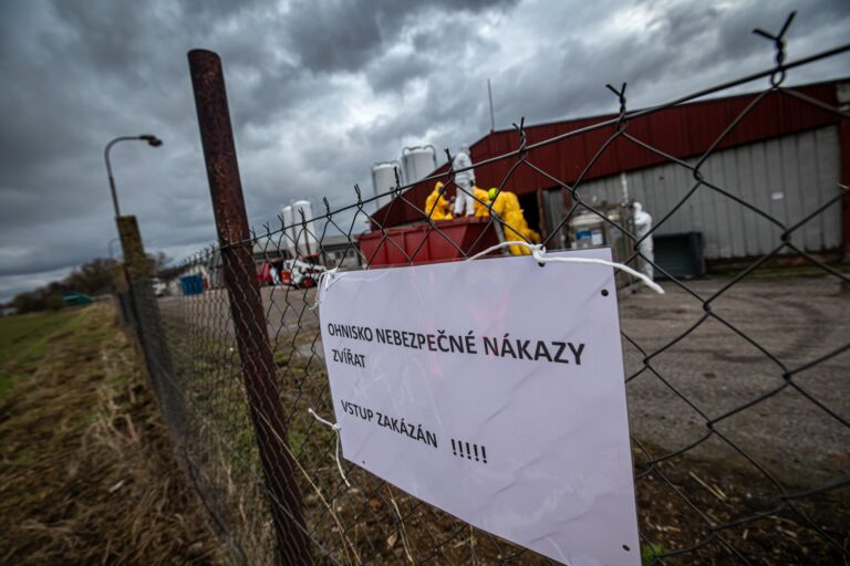 na-hradaceku-probiha-likvidace-kachen-ptaci-chripka