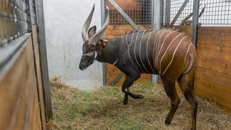 samec-bongo-horsky-mau