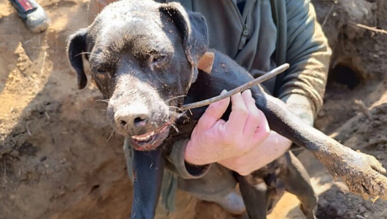 zachrana-loveckeho-psa-plzensko